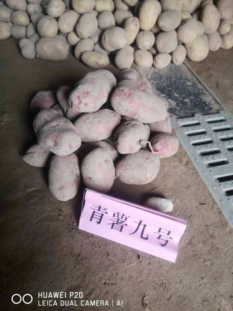 高原夏菜质量好颜色正有需要的联系我