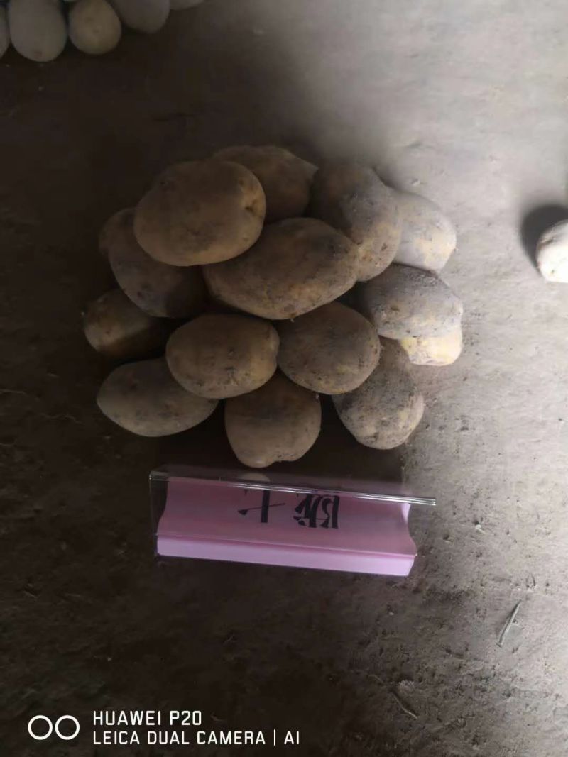 高原夏菜质量好颜色正有需要的联系我