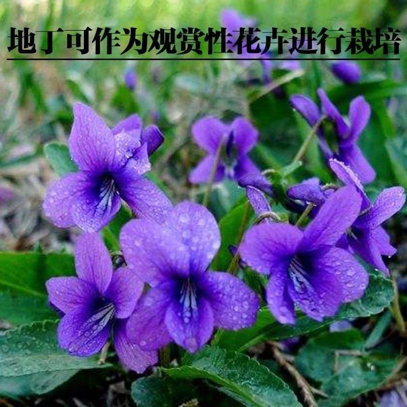 紫花地丁苦地丁种子河北地产地丁草紫花草中药材绿化花卉种