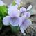 紫花地丁苦地丁种子河北地产地丁草紫花草中药材绿化花卉种