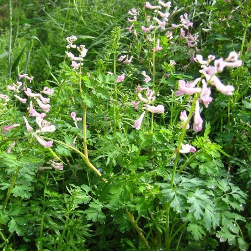 紫花地丁苦地丁种子河北地产地丁草紫花草中药材绿化花卉种