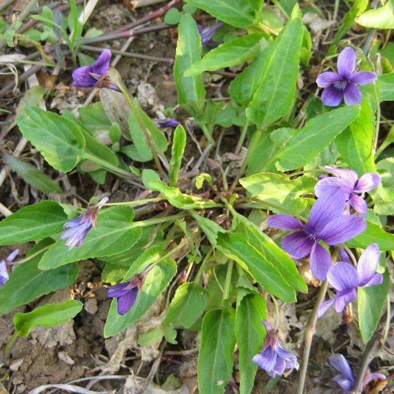 紫花地丁苦地丁种子河北地产地丁草紫花草中药材绿化花卉种