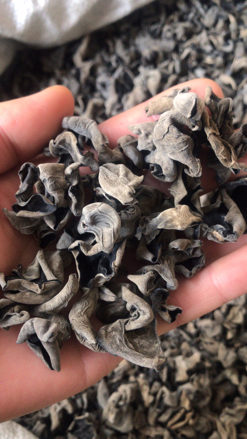 黑木耳东北黑木耳肉厚饱满产地直销量大从优