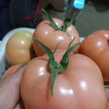 产地西红柿现已大量上市了，需要