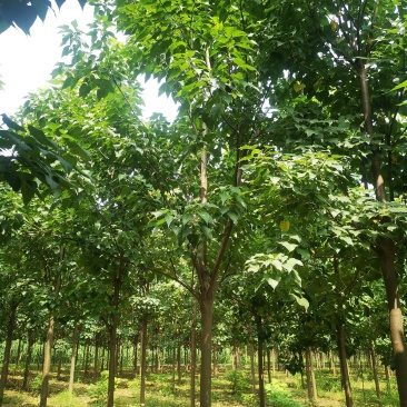 8-9-10-12公分精品楸树，要多少有多少