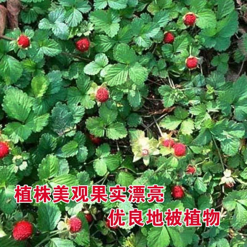 蛇莓种子包邮草坪庭院盆栽观赏种子包邮花籽室内外种植
