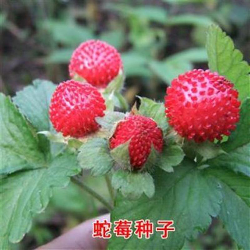 蛇莓种子包邮草坪庭院盆栽观赏种子包邮花籽室内外种植