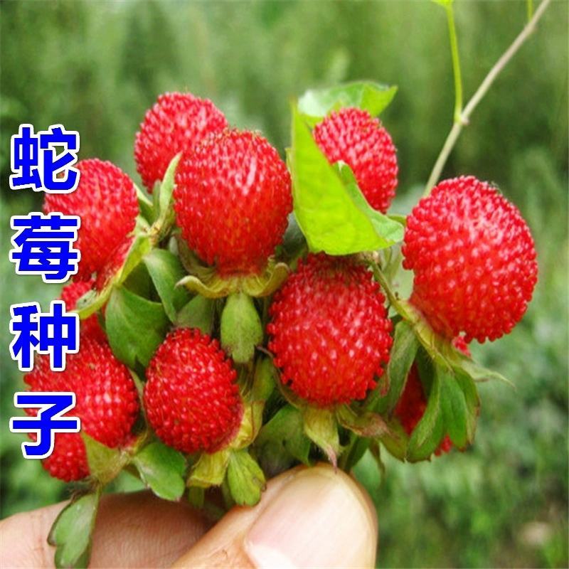 蛇莓种子包邮草坪庭院盆栽观赏种子包邮花籽室内外种植