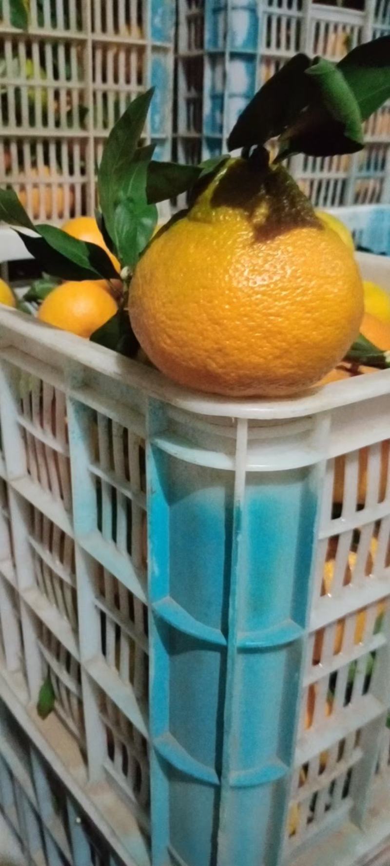 【爆品】宜昌丑橘耙耙柑，产地一手货源，农户一手批发价