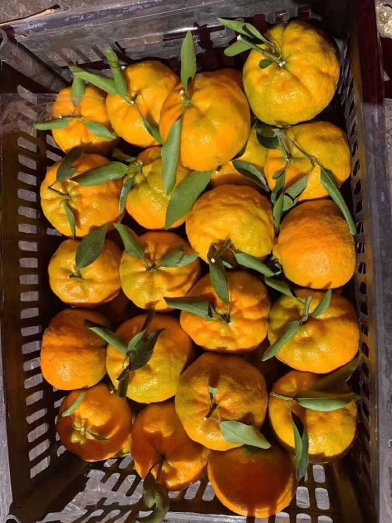 云南超甜椪柑上市了欢迎各界老板前来洽谈甜度高！水分足！