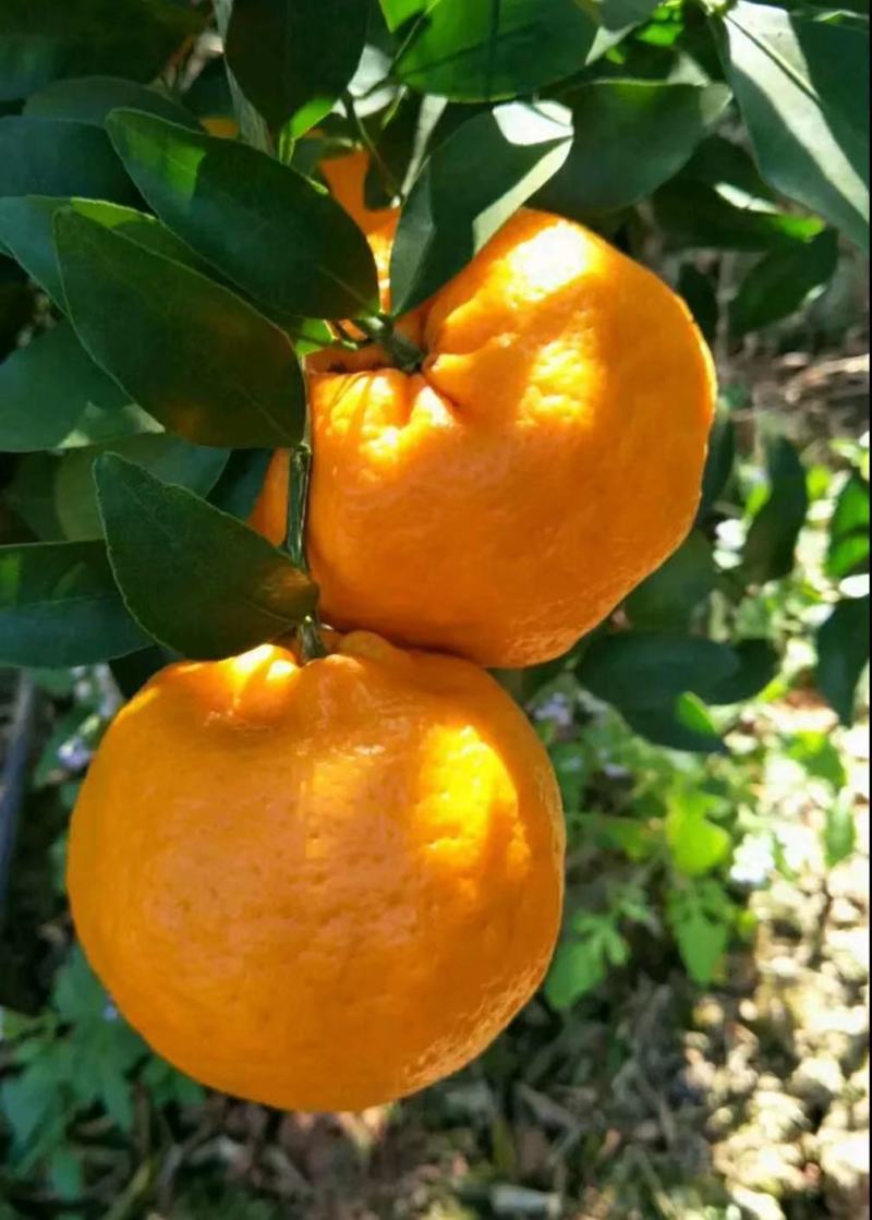 云南超甜椪柑上市了欢迎各界老板前来洽谈甜度高！水分足！