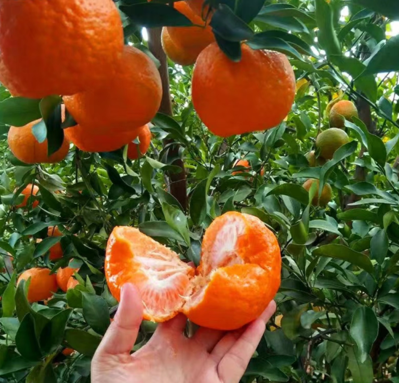云南超甜椪柑上市了欢迎各界老板前来洽谈甜度高！水分足！