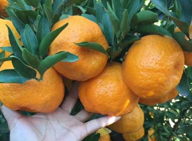 云南超甜椪柑上市了欢迎各界老板前来洽谈甜度高！水分足！