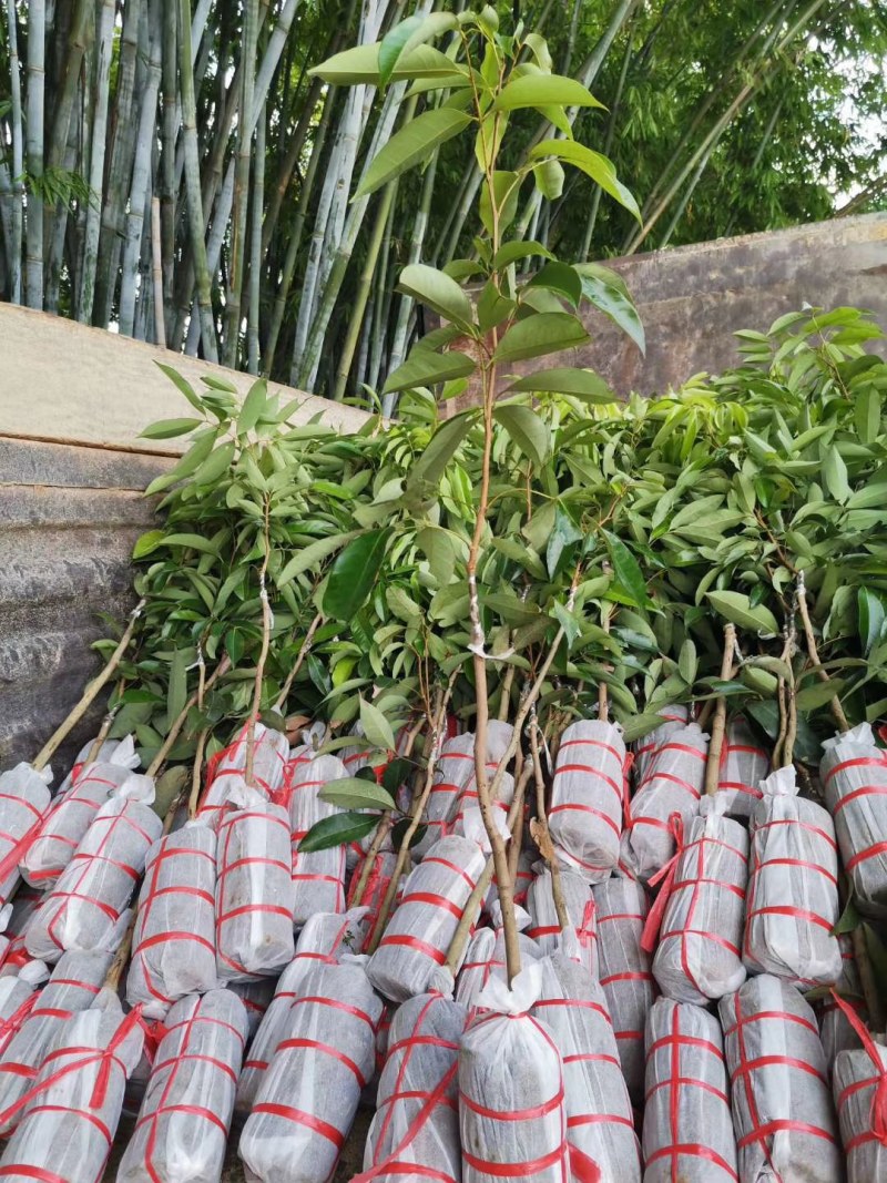 无核荔枝苗50~80cm大量供应各品种荔枝苗