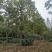 12公分定植楸树量大，10-12-13-14-15精品楸