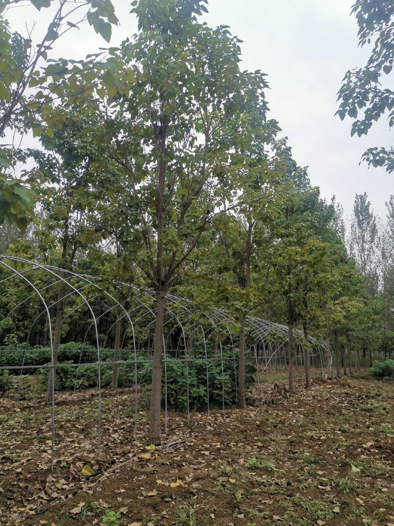 12公分定植楸树量大，10-12-13-14-15精品楸