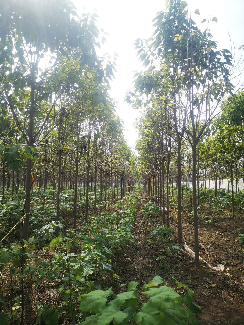 12公分定植楸树量大，10-12-13-14-15精品楸