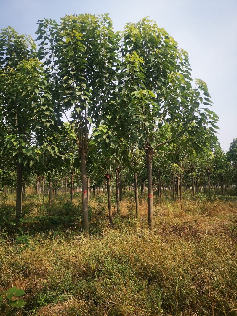 12公分定植楸树量大，10-12-13-14-15精品楸
