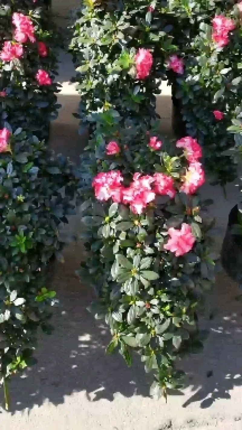 百合招财进宝杜鹃杜花鹃杜鹃花带花苞盆栽阳台植