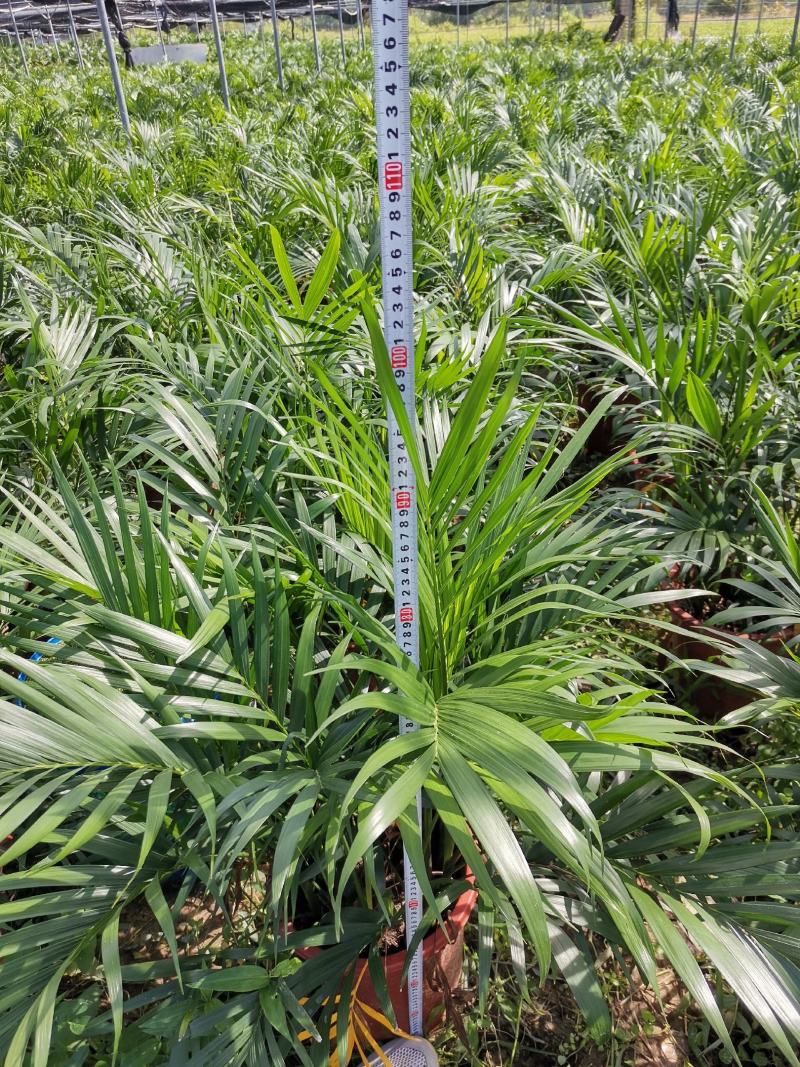 富贵椰盘栽室内、客厅、办公室、会议室、园林绿化植物风景树