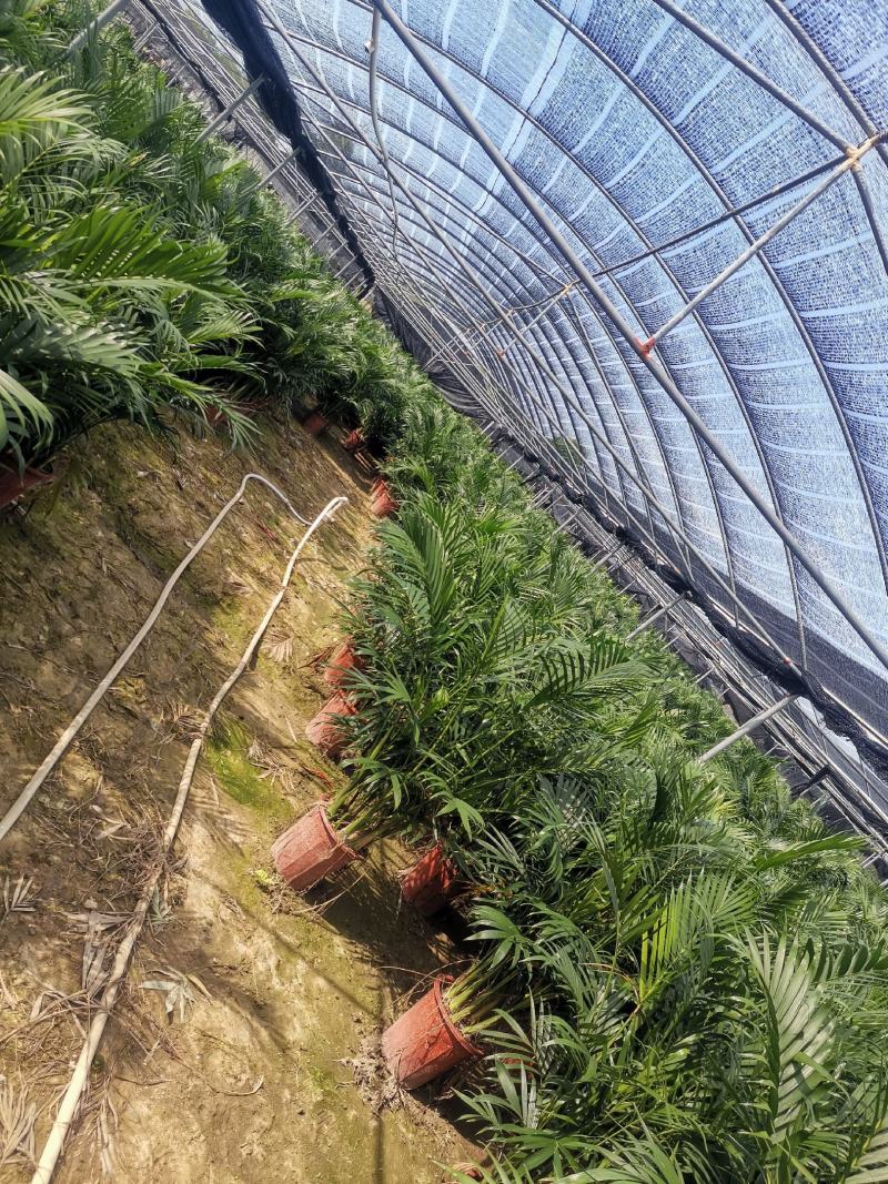 富贵椰盘栽室内、客厅、办公室、会议室、园林绿化植物风景树