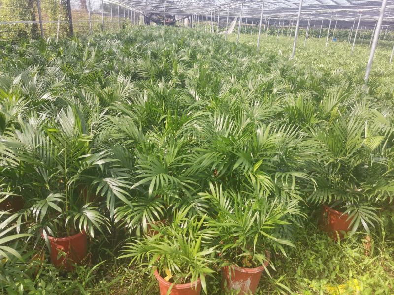 富贵椰盘栽室内、客厅、办公室、会议室、园林绿化植物风景树