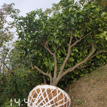 3-4米高丛生柚子树（嫁接蜜柚树）支持线上保障交易