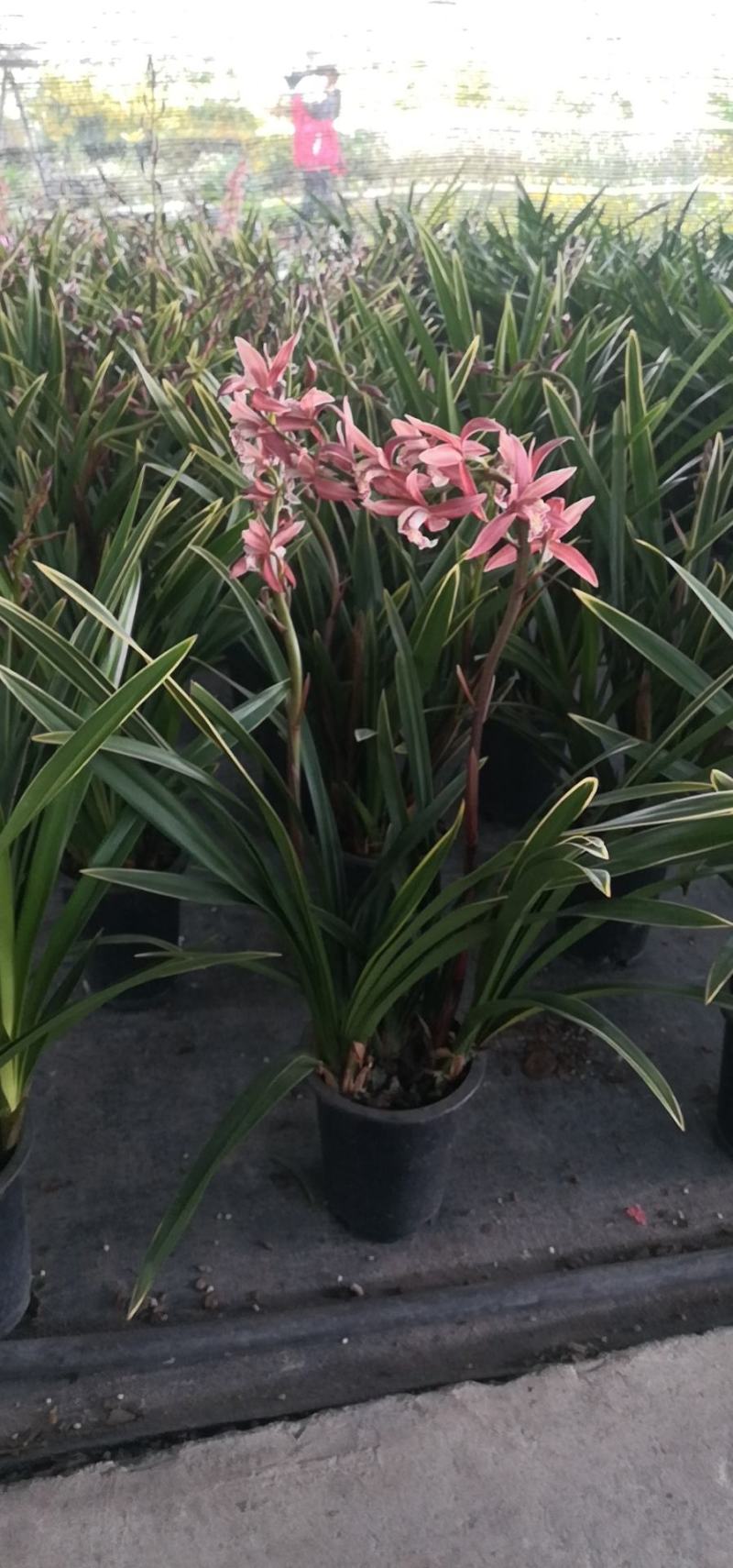 大花惠兰，建兰，颜色艳丽，年宵花卉。广州一手货源