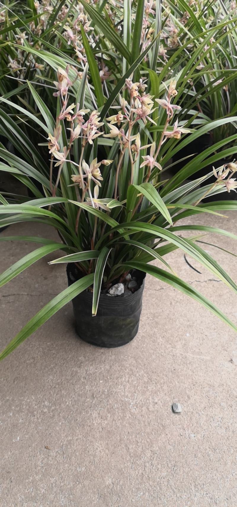 大花惠兰，建兰，颜色艳丽，年宵花卉。广州一手货源