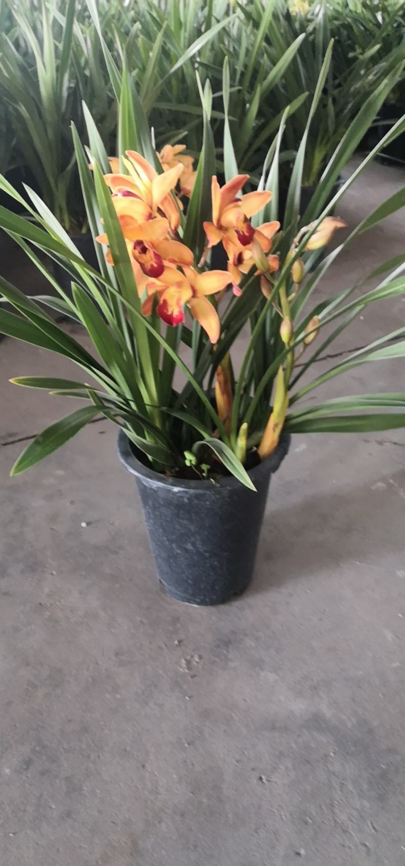 大花惠兰，建兰，颜色艳丽，年宵花卉。广州一手货源
