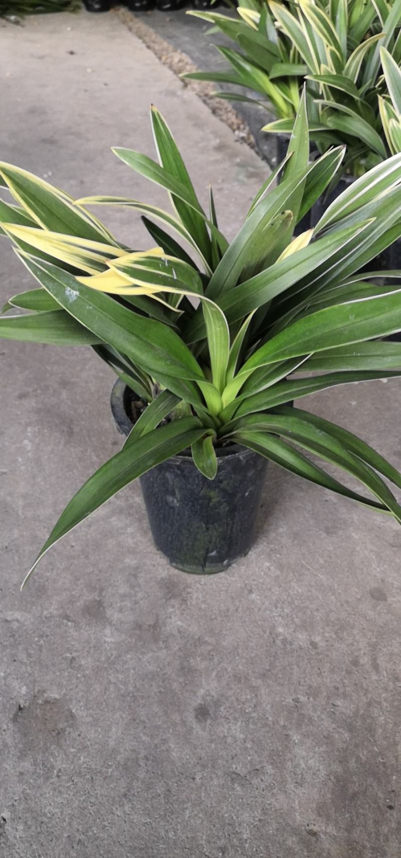 大花惠兰，建兰，颜色艳丽，年宵花卉。广州一手货源