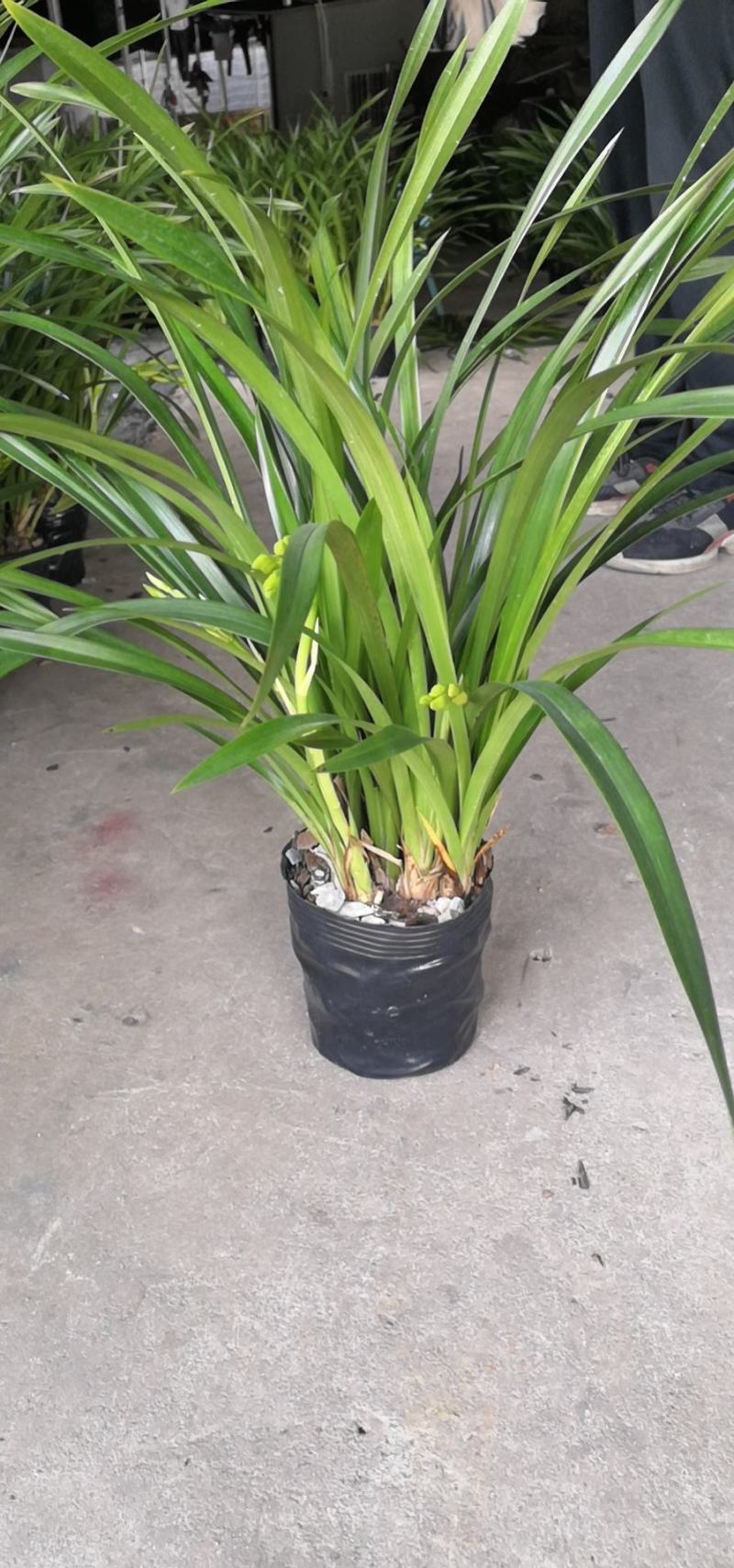 大花惠兰，建兰，颜色艳丽，年宵花卉。广州一手货源