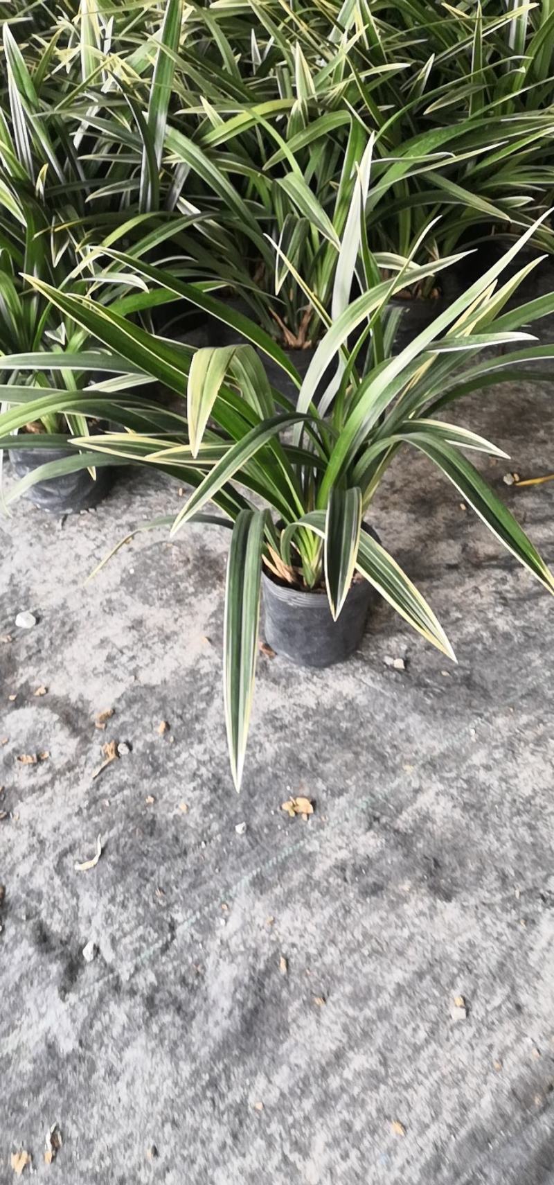 大花惠兰，建兰，颜色艳丽，年宵花卉。广州一手货源