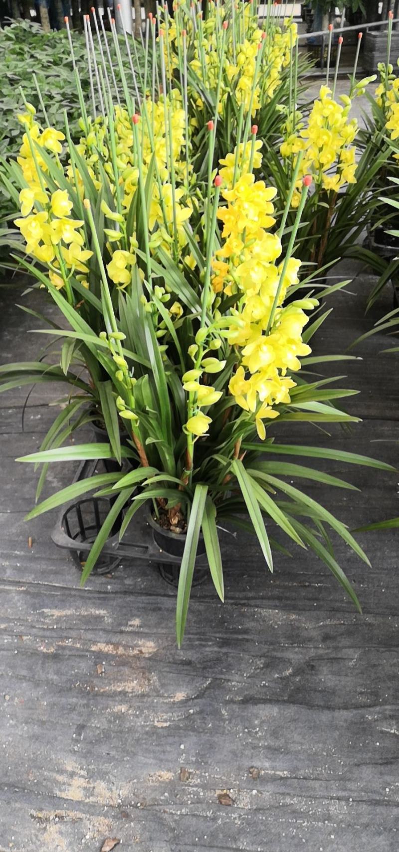 大花惠兰，建兰，颜色艳丽，年宵花卉。广州一手货源