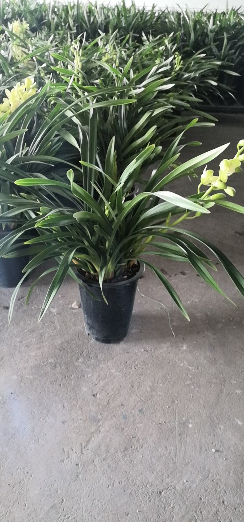 大花惠兰，建兰，颜色艳丽，年宵花卉。广州一手货源
