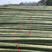 出口转内销长竹竿大棚竹竿养殖搭架长竹竿8米9米10米