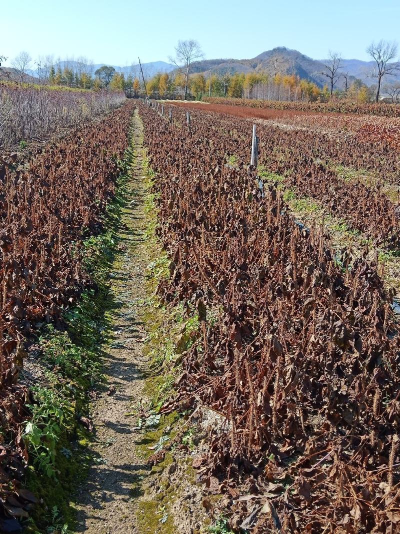 【精品】长梗刺五加苗，短梗刺五加苗，药用，食用买苗送种子