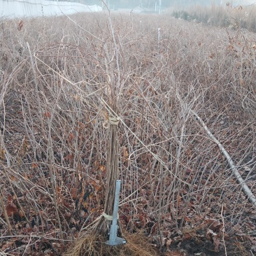 【精选】软枣苗一手货源二年生三年生软枣苗数量有限量大从优