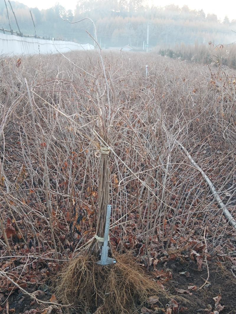 【精选】软枣苗一手货源二年生三年生软枣苗数量有限量大从优