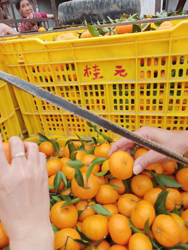 【精选棉橘】广西桂林棉桔棉橘广橘皮薄色好入口化渣