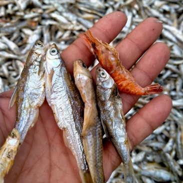 柴火烤干小白条，火烤小餐条，烤小杂鱼，烤干刁子鱼未破肚，