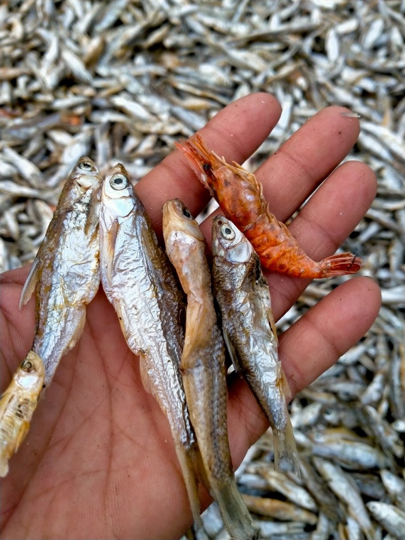 柴火烤干小白条，火烤小餐条，烤小杂鱼，烤干刁子鱼未破肚，