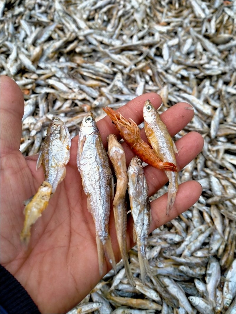 柴火烤干小白条，火烤小餐条，烤小杂鱼，烤干刁子鱼未破肚，