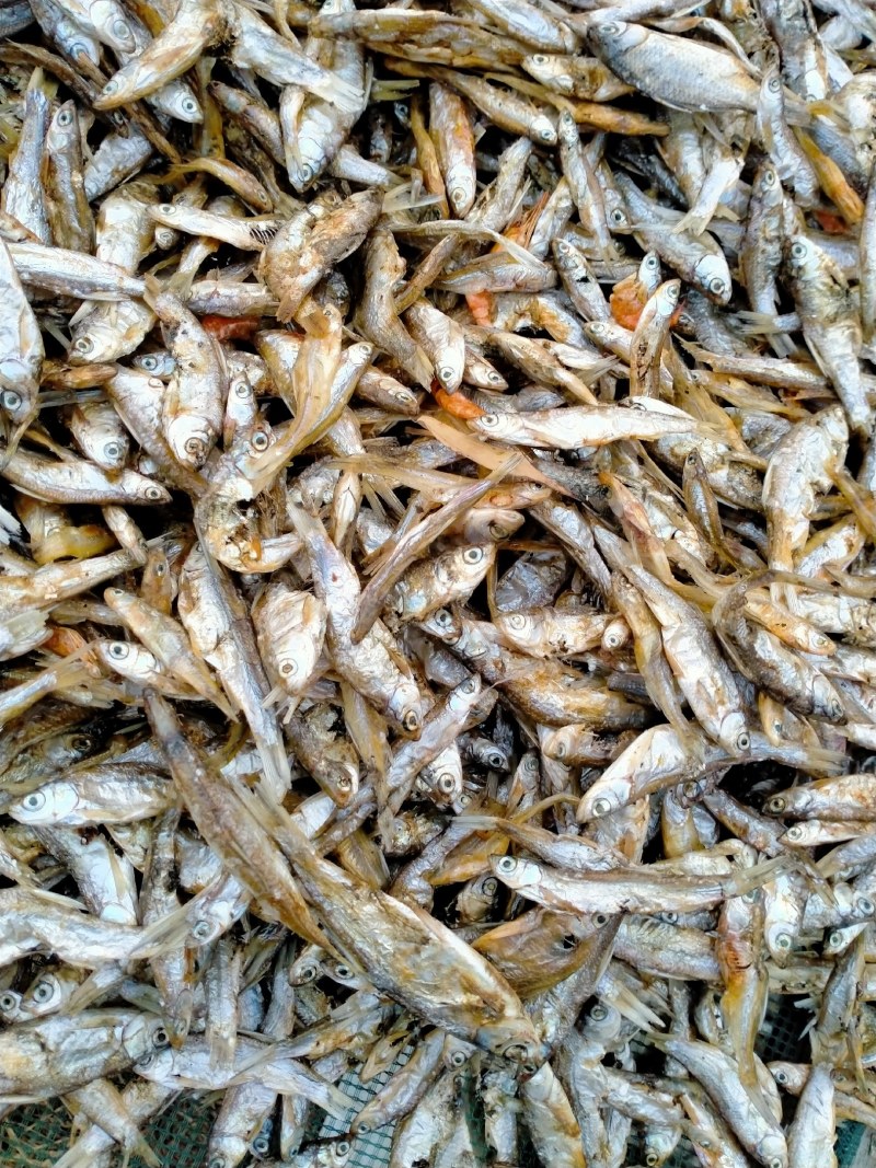 柴火烤干小白条，火烤小餐条，烤小杂鱼，烤干刁子鱼未破肚，