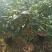 茶花盆栽永福基地直销一手货源长期供应货源稳定批发零售均可