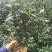 茶花盆栽永福基地直销一手货源长期供应货源稳定批发零售均可