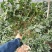 茶花盆栽永福基地直销一手货源长期供应货源稳定批发零售均可