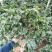 茶花盆栽永福基地直销一手货源长期供应货源稳定批发零售均可
