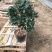 茶花盆栽永福基地直销一手货源长期供应货源稳定批发零售均可