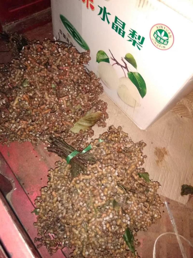 金樱子干货~1111111111111